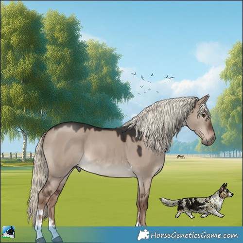 Horse Color:Liver Red Dun Mushroom Sabino Tobiano Rabicano 