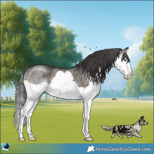 Horse Color:Grullo Mushroom Splash Rabicano Brindle