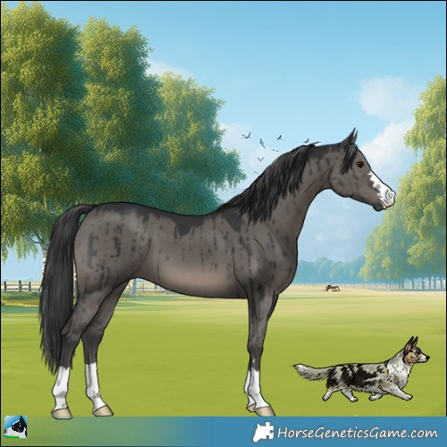 Horse Color:Grullo Mushroom Brindle 