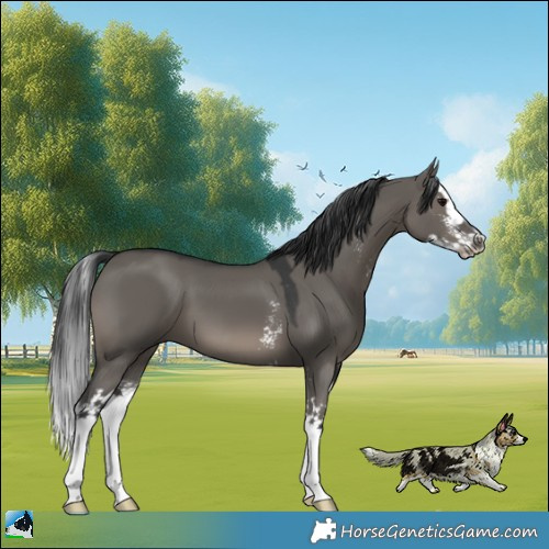 Horse Color:Grullo Sabino Splash