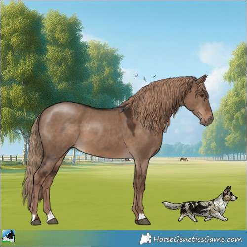 Horse Color:Liver Red Dun