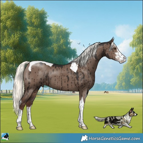 Horse Color:Liver Red Dun Mushroom Sabino Tobiano Brindle 