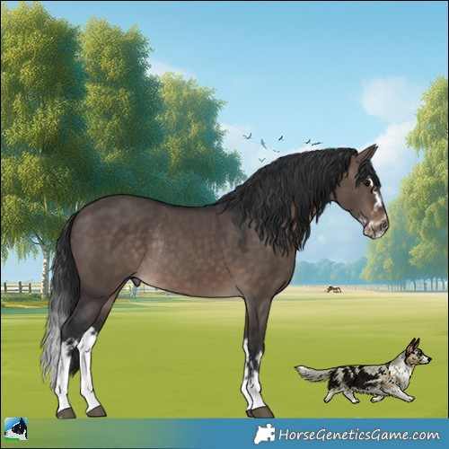 Horse Color:Brown Dun Mushroom Splash Rabicano 