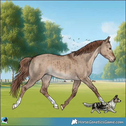 Horse Color:Liver Red Dun Brindle 