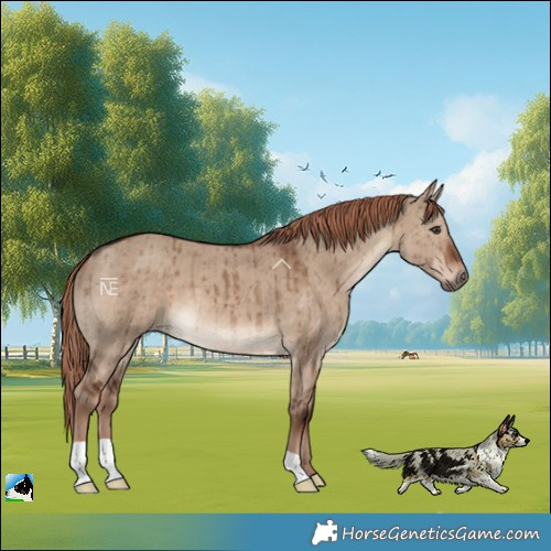 Horse Color:Liver Red Dun Brindle 