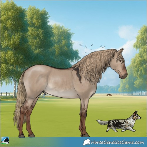 Horse Color:Liver Red Dun 