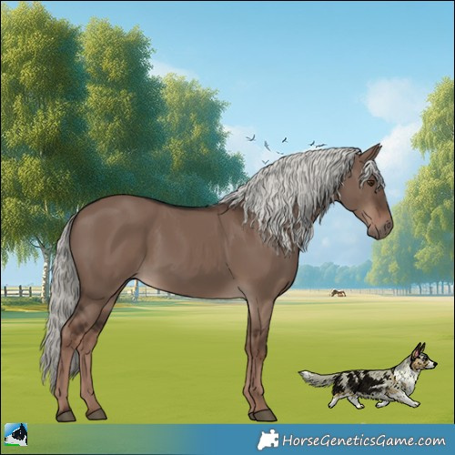 Horse Color:Liver Red Dun Mushroom