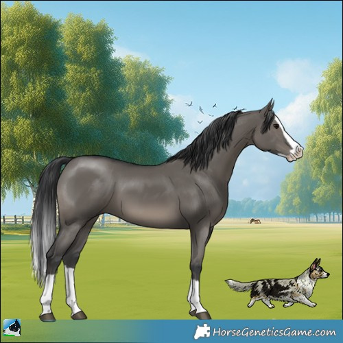 Horse Color:Grullo Splash