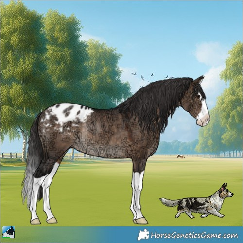 Horse Color:Brown Ice Dun Splash Appaloosa Rabicano