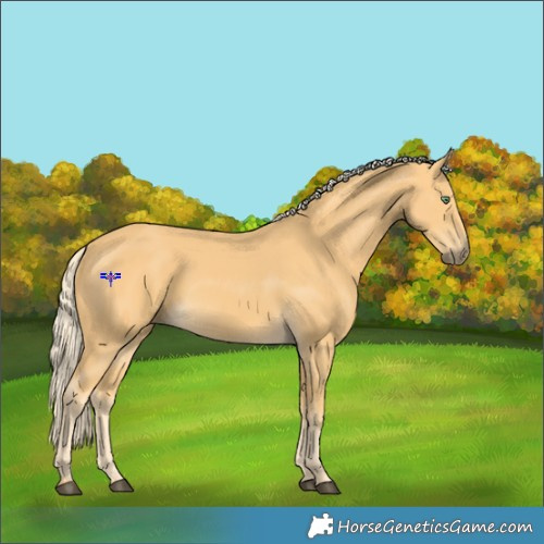 Horse Color:Palomino