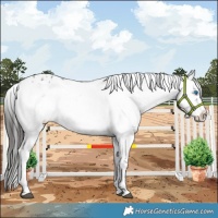 Horse Color:Liver Chestnut Frame 
