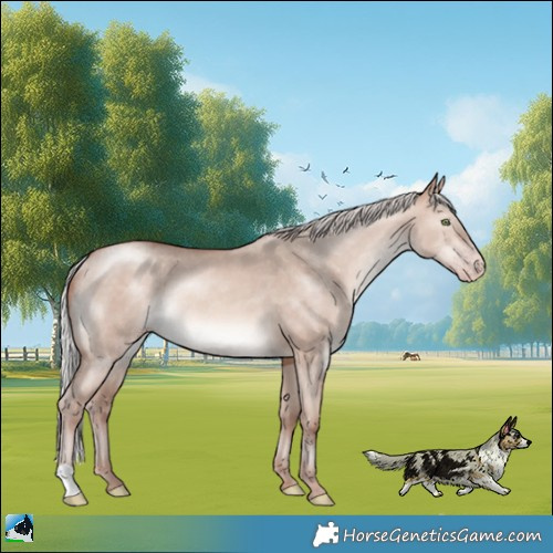Horse Color:Silver Sable Champagne Dun Mushroom Rabicano 