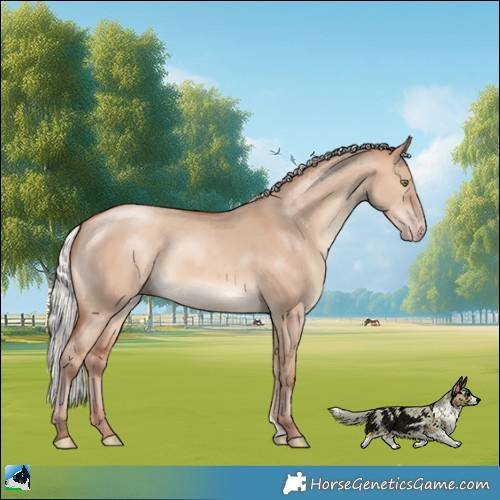 Horse Color:Silver Sable Champagne Dun