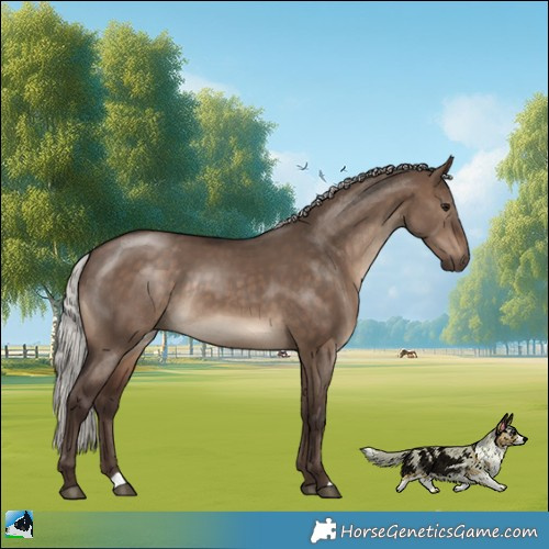 Horse Color:Silver Brown Dun Rabicano 