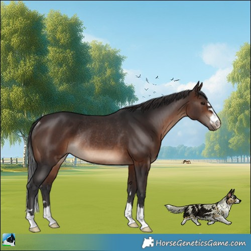 Horse Color:Brown Rabicano