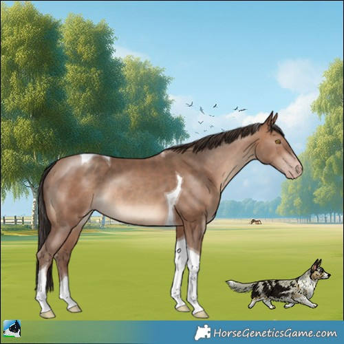 Horse Color:Sable Champagne Tobiano Rabicano