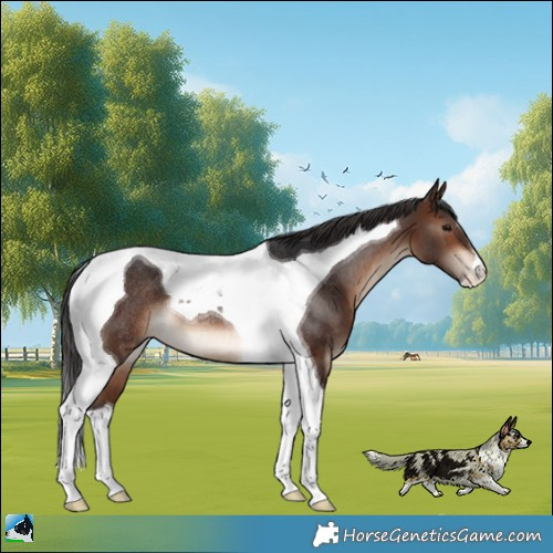 Horse Color:Brown Tobiano Rabicano