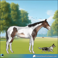 Horse Color:Brown Tobiano Rabicano 
