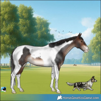 Horse Color:Brown Tobiano Rabicano 