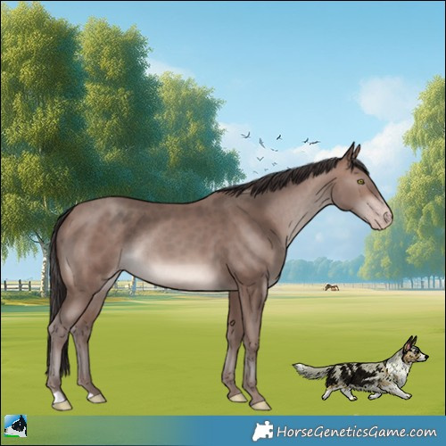 Horse Color:Sable Champagne Mushroom Rabicano