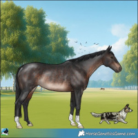 Horse Color:Brown Mushroom Rabicano 