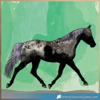 Horse Color:Void Painted White Spotted Chocolate Palomino Ice Onyx Splash Tobiano 