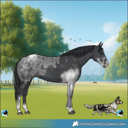 Horse Color:Black Ice Sabino Tobiano 