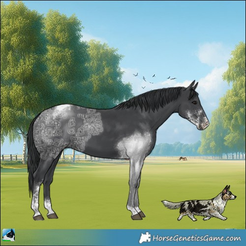 Horse Color:Black Ice Sabino Tobiano