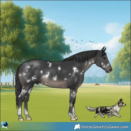 Horse Color:White Spotted Black Tobiano