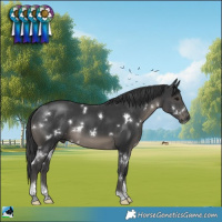 Horse Color:White Spotted Black Tobiano
