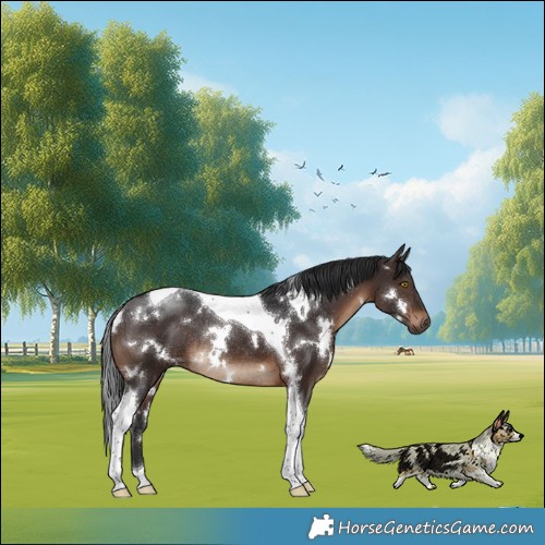 Horse Color:White Spotted Brown Tobiano Rabicano 