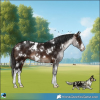 Horse Color:White Spotted Bay Ice Rabicano 