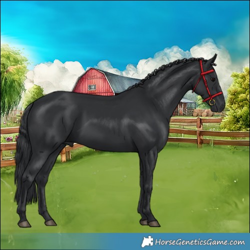 Horse Color:Black 