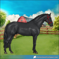 Horse Color:Black 