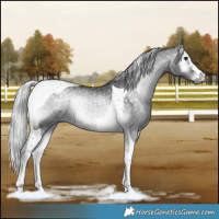 Horse Color:Silver Blue Onyx Chinchilla Tobiano Rabicano 