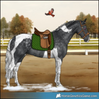 Horse Color:Silver Black Chinchilla Tobiano Rabicano 