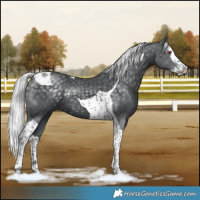 Horse Color:Silver Black Chinchilla Splash Tobiano Rabicano 