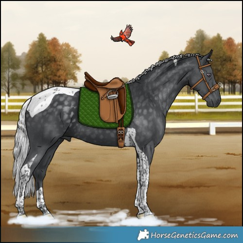 Horse Color:Silver Black Chinchilla Tobiano 