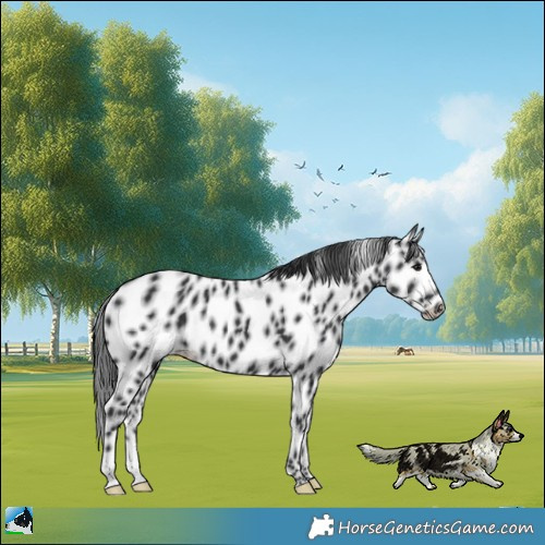 Horse Color:Black Leopard 