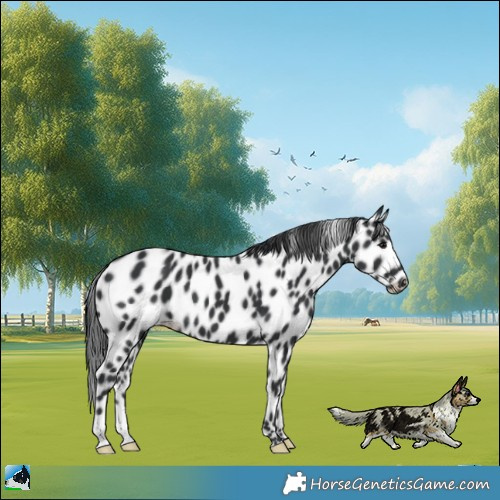 Horse Color:Black Appaloosa 