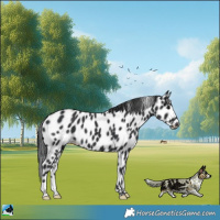 Horse Color:Black Appaloosa 