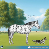 Horse Color:Black Leopard