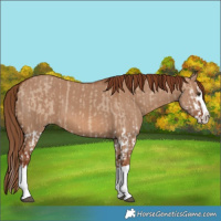 Horse Color:Red Dun Splash  and Red Dun Splash 