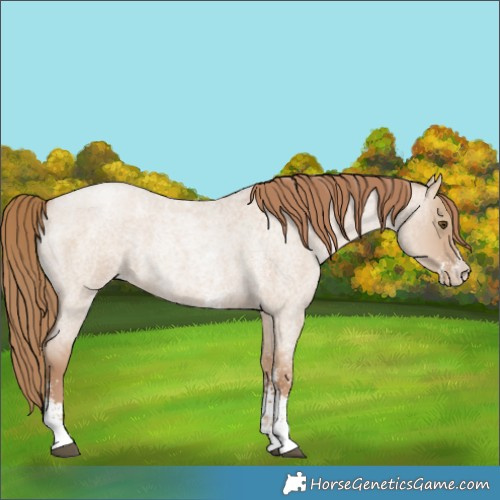 Horse Color:Grullo Roan Pearl Sabino