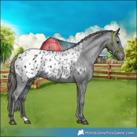 Horse Color:Black Appaloosa 