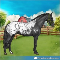 Horse Color:Black Appaloosa 