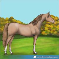Horse Color:Black Pearl Sabino