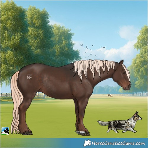 Horse Color:Liver Chestnut Mushroom Rabicano 
