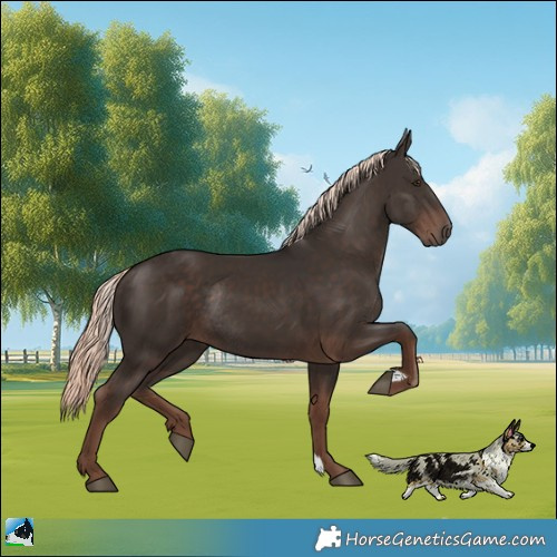 Horse Color:Liver Chestnut Mushroom Rabicano