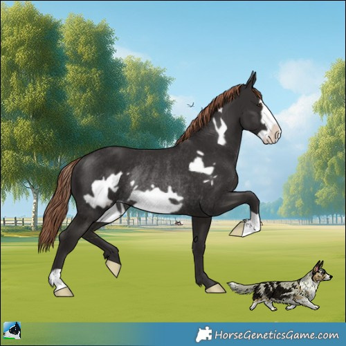 Horse Color:Liver Chestnut Frame Rabicano